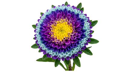 Fototapeta premium Colorful stylized flower with purple and blue petals