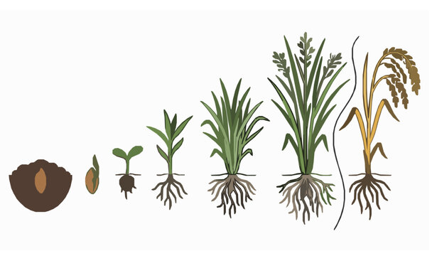 SEO Title: Rice Crop Development Sequence from Seed to Harvest Vector