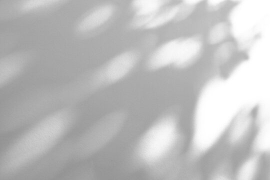 Abstract natural tree branch leaves shadow on white wall background