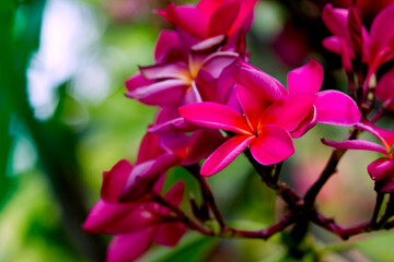 Fototapeta premium Beautiful pink plumeria flowers in nature