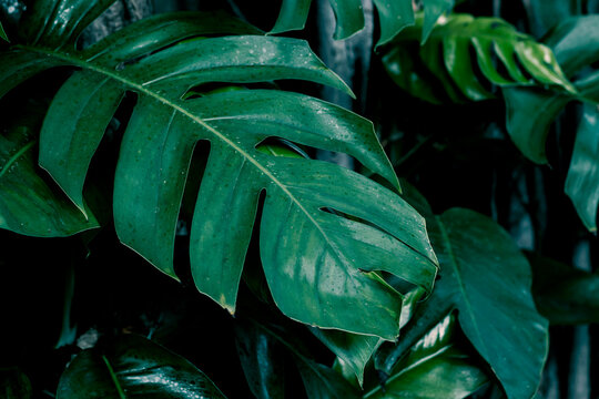 Tropical dark green leaf, large foliage, abstract green texture, nature background for wallpaper