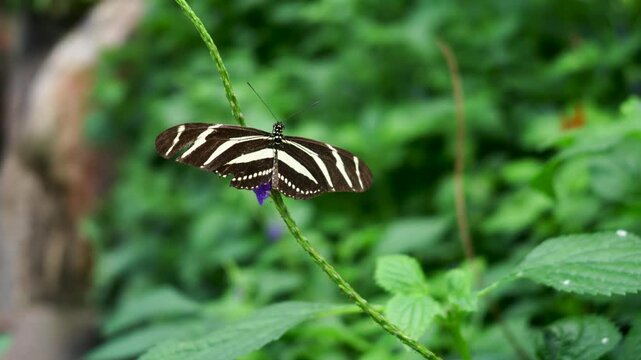 Zebra longwing butterfly opening striped wings on purple flower