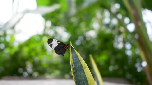 Cydno longwing butterfly perched on a tropical leaf