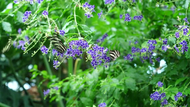 Zebra Longwing and Paper Kite Butterflies Feeding on Purple Flowers on Bush