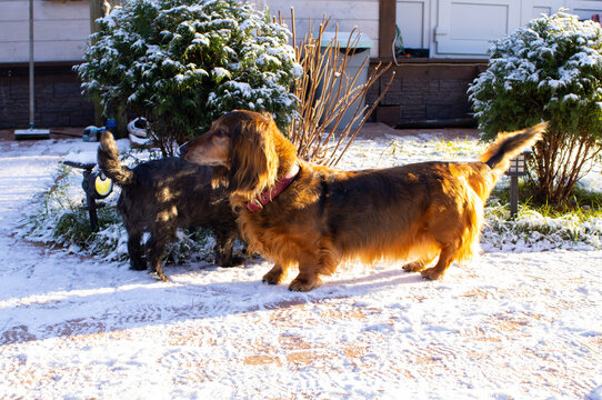 Long-haired red dachshund standing on snowy ground in winter, looking to the side with alert expression. Cute pet portrait for animal and seasonal themes with copy space.