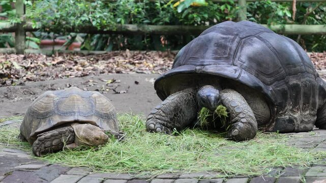 Two giant tortoises graze peacefully on grass. One is larger, with dark, rugged shell. The other is smaller, with lighter, textured shell. They move slowly through a naturalistic enclosure