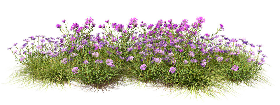Vibrant purple flowery blossoming on grass cutout backgrounds 3d rendering png