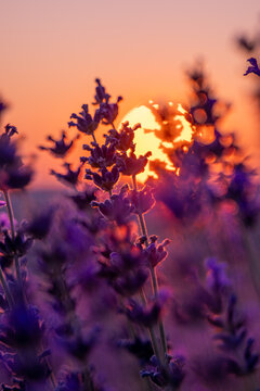 Vibrant purple lavender blossoms glowing in golden sunset light across a serene evening field