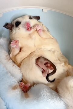 Sugar glider eating 