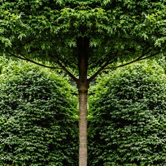 Fototapeta premium A captivating view of a lush green tree trunk reaching towards the sky surrounded by dense foliage and illuminated by dappled sunlight filtering through the