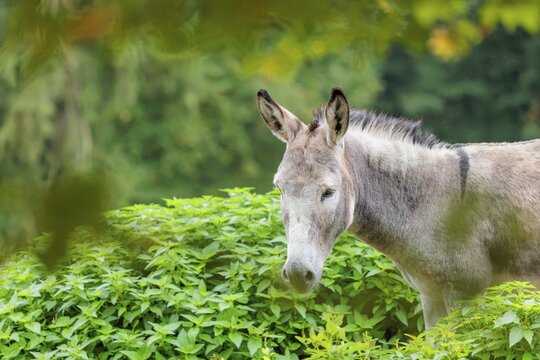 A gray domestic donkey (Equus asinus) stands in a green paddock with stinging nettle. Austria