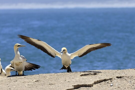 Cape Gannet (Morus capensis), adult, taking flight, flying off, taking off, on land, coast, beach, Lamberts Bay, Western Cape, South Africa