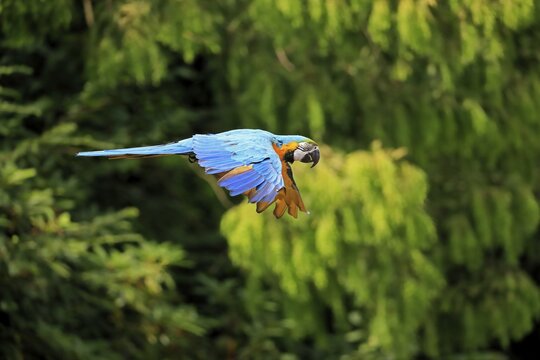 Blue and yellow macaw (Ara ararauna), adult, flying, parrot, Brazil