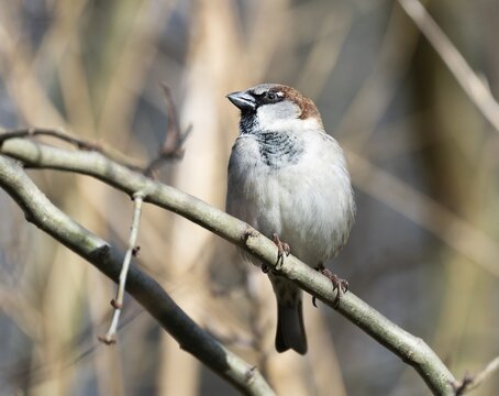 House sparrow (Passer domesticus), male, Thuringia, Germany