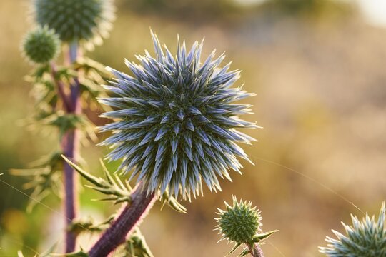 Globe thistle (Echinops), thistle with green spines in sunlight against a blurred background, morning light, Tsichli Babas islet, Navarino Bay, Pylos, Peloponnese, Greece