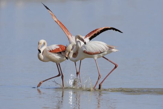 Greater flamingos (Phoenicopterus roseus) fighting, Camargue, Provence, southern France