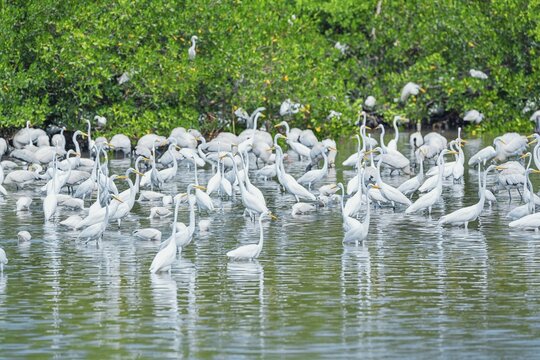 Group of Great white egrets (Ardea alba) looking for food in a pond, Sanibel Island, J.N. Ding Darling National Wildlife Refuge, Florida, USA