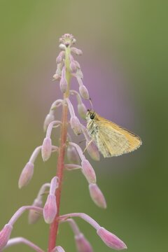 Small skipper (Thymelicus sylvestris) butterfly adult resting on a Rosebay willowherb flower, Suffolk, England, United Kingdom