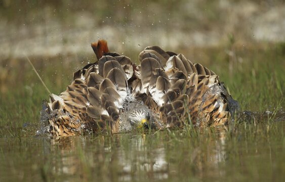 Red kite (Milvus milvus) Old bird bathing in a pond, Allg&auml;u, Bavaria, Germany