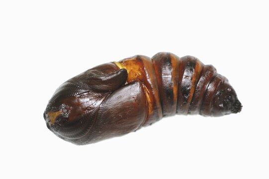 Indian luna moth (Actias selene), pupa against a white background, captive, occurrence in Asia
