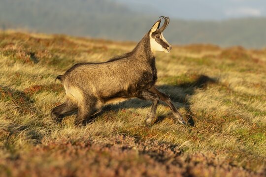 Chamois (Rupicapra rupicapra) running in a meadow, wildlife, Vosges, France