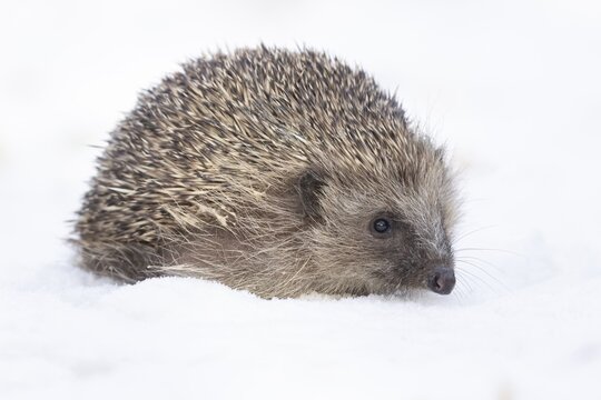 European hedgehog (Erinaceus europaeus) adult animal in snow of a garden in winter, England, United Kingdom