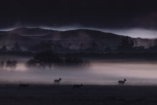 The sun has long since disappeared behind the horizon, the rising ground fog begins to glow due to the reflection of the sky and appears in it as if out of nowhere, shadowy red deer (Cervus elaphus), foggy, mystical, Denmark