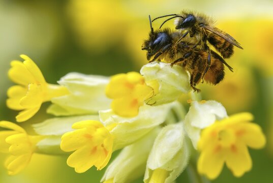 Apidae, bees, horned mason bee, hymenoptera, mason bee, osmia cornuta, insects, copula, mating