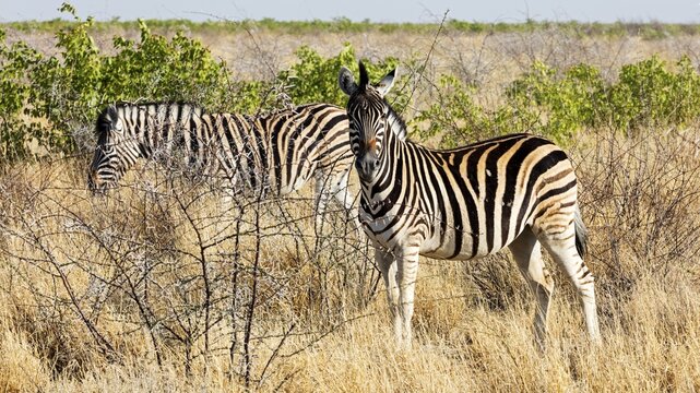 Zebras (Hippotigris), Etosha-Nationalpark, Namibia
