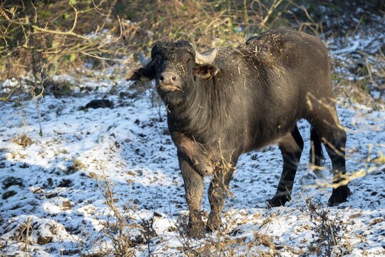 Artiodactyla, Bubalus Arnee, even-toed ungulate, cloven-hoofed, water buffalo, water buffalo, grazing, domesticated animals, extensive grazing, pet, mammals, snow, mammals, winter