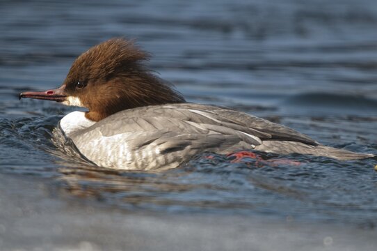 Goosander, goose s&auml;ger, mergus merganser, anatidae, birds, duckbirds, female, sawyer, birds, waterbirds, waterbirds, female