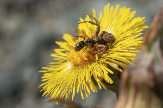 Araneae, bush crab spider, real crab spiders, crab spider spec. 2, web spiders, xysticus spec., spiders