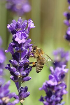 Honey bee (Apis mellifera) on a lavender flower (Lavandula angustifolia), macro photograph, Wilnsdorf, North Rhine-Westphalia, Germany