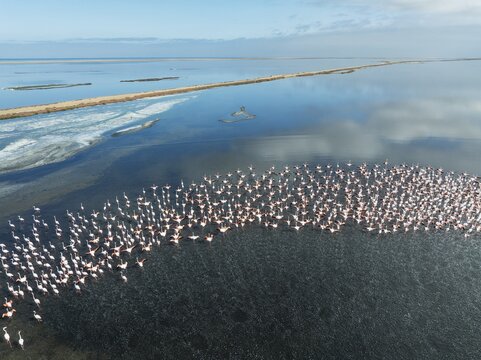 Greater Flamingos (Phoenicopterus ruber) at the Walvis Bay lagoon. Aerial view. Drone shot. Walvis Bay, Namibia
