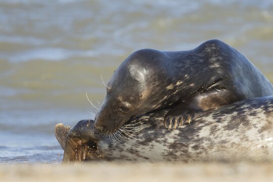 Grey seal (Halichoerus grypus) two adult animals in love courting on a beach, England, United Kingdom