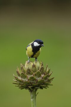 Great tit (Parus major) adult bird on a garden Artichoke thistle flower head, Norfolk, England, United Kingdom