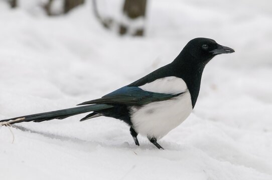 Magpie, pica pica, birds, corvidae family of birds, passeri, corvids, snow, songbirds, songbirds, birds, winter