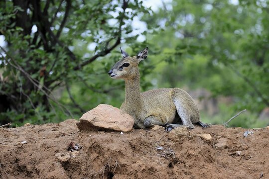 Transvaal rock hyrax (Oreotragus transvaalensis), adult, female, sitting, alert, Kruger National Park, South Africa