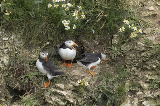 Atlantic puffin (Fratercula arctica) three adult auk seabird birds on a cliff ledge in summer, RSPB Bempton cliffs nature reserve, Yorkshire, England, United Kingdom