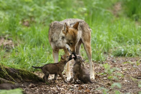 European gray wolf (Canis lupus), adult with pups, captive