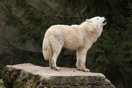 Arctic wolf (Canis lupus arctos) standing howling on a rock, captive