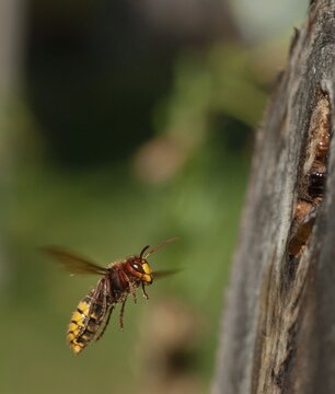 European hornet, hymenoptera, vespa crabro, wrinkle wasps, high size, portrait format, hornet, insects, insects