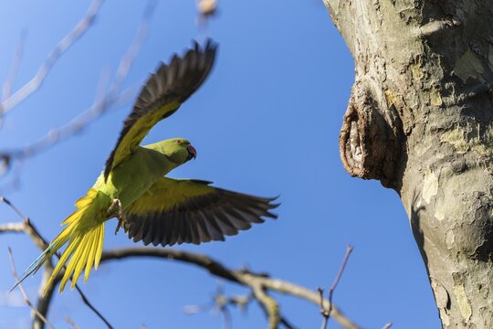 Rose-ringed parakeet (Psittacula krameri) in flight, wildlife, Germany