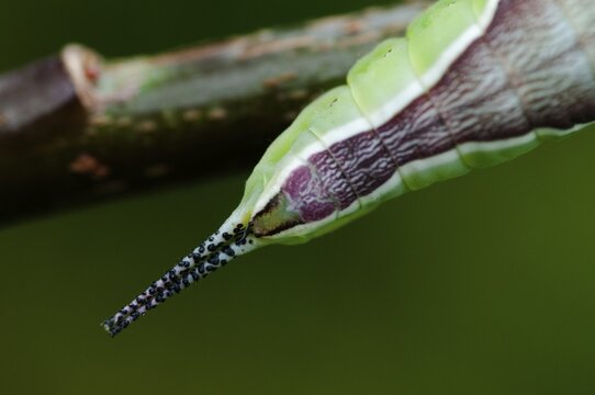 Cerura vinula, forktail, large forktail, notodontidae, puss moth, toothmoth, butterfly, camouflage, inchworm, insects, moths, moths, moths, moths, caterpillar, butterfly, camouflage
