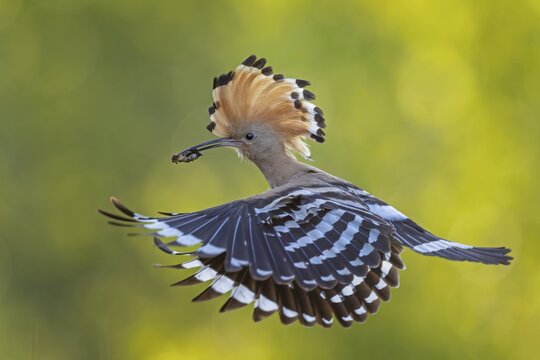 Hoopoe (Upupa epops) Bird of the Year 2022, male with food, prey, bridal gift, mating, courtship, foraging, food for the young birds, erected canopy, sunrise, interaction, flying, on approach, wings, climate change, Middle Elbe Biosphere Reserve, Saxony-Anhalt, Germany