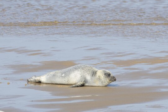 Common or Harbor or Harbour seal (Phoca vitulina) adult animal sleeping on a seaside beach, England, United Kingdom
