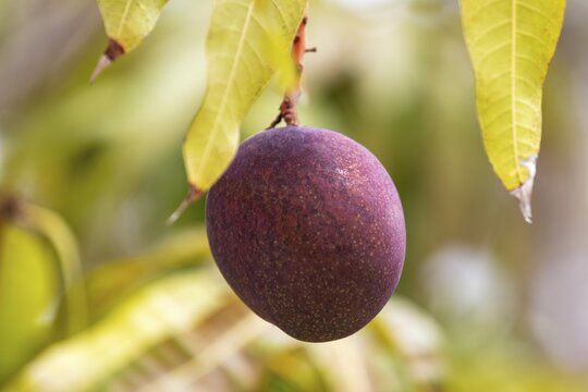 Passion fruit (Passiflora edulis), San Cristobal, Galapagos, Ecuador