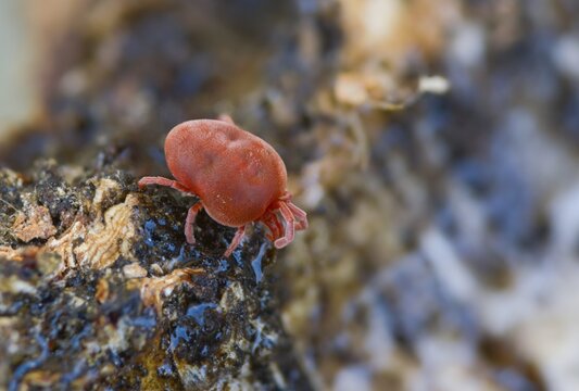 Arachnida, red velvet mite, spider mite, trombidium holosericeum, velvet mite, mites