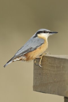 Eurasian nuthatch (Sitta europaea), sitting on a post, North Rhine-Westphalia, Germany