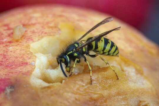 German wasp, real wasp, German wasp, hymenoptera, short-headed wasps, vespula germanica, on apple, on food, on fruit, apple, wrinkled wasps, insects, fruit, wasp, wasp